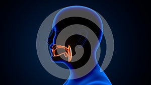 Medical concept as noncancerous swelling and growth as a human sinuses congestion symptom symbol in a 3D illustration style