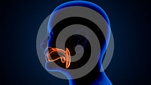 Medical concept as noncancerous swelling and growth as a human sinuses congestion symptom symbol in a 3D illustration style