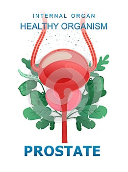 medical concept internal organ prostate