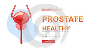 medical concept internal organ prostate