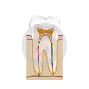 Medical diagram of cross section of the tooth