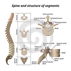 Medical diagram of a human spine with the name and description of all sections and segments of the vertebrae, vector.