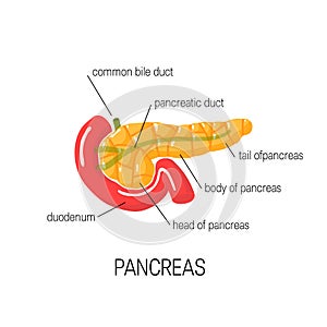 Medical diagram of pancreas, vector illustration