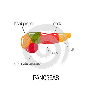 Medical diagram of pancreas, vector illustration