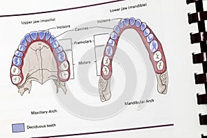 Medical dictionary book human mouth teeth mandible maxilla drawing