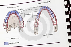 Medical dictionary book human mouth teeth mandible maxilla drawing photo