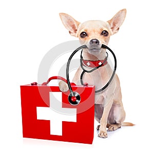 Medical doctor dog