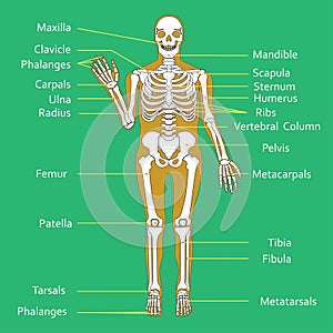 Medical Education Chart of Biology for Human Skeleton Diagram. Vector illustration