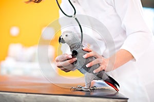 Medical examination of sick parrot in vet clinic