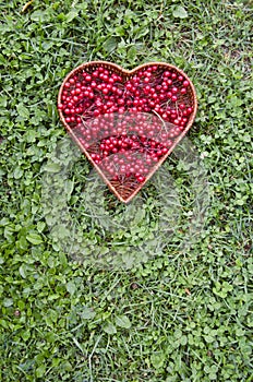 Medical healthy viburnum berry in wicker heart form basket