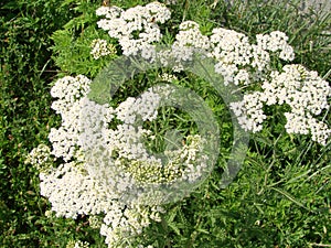 Medical herb, Achillea millefolium, yarrow or nosebleed plant