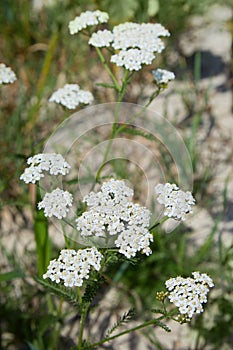 Medical herb Achillea Millefolium, yarrow or nosebleed plant