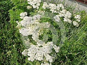 Medical herb, Achillea millefolium, yarrow or nosebleed plant