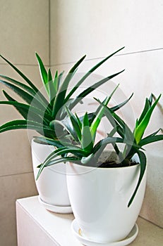 Medical herb aloe vera in pots on bathroom shelf