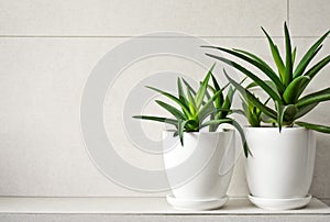 Medical herb aloe vera in pots on bathroom shelf