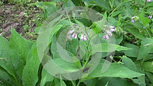 Medical herb Common Comfrey ( Symphytum officinale) flower on meadow