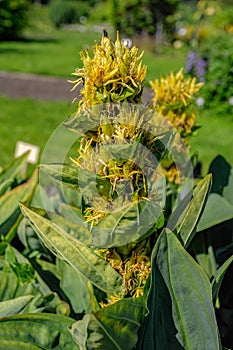 Medical herb great yellow gentian (Gentiana lutea).