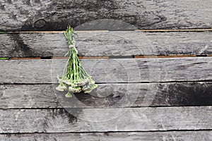 Medical herbs in bunches hanging on the old rough wooden wall. Yarrow or Achillea millefolium plant