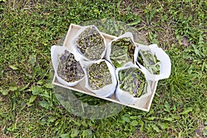 Medical herbs for herbal tea and homeopathic treatment. Drying plants in paper bags