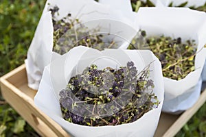 Medical herbs for herbal tea and homeopathic treatment. Drying plants in paper bags