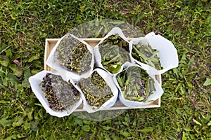 Medical herbs for herbal tea and homeopathic treatment. Drying plants in paper bags