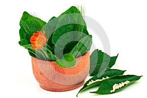 Medical herbs plantain, goose-grass and flower of calendula in wooden bowl and homeopathic balls isolated on white background