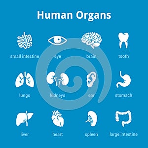 Medical human organs icon set