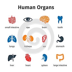 Medical human organs icon set