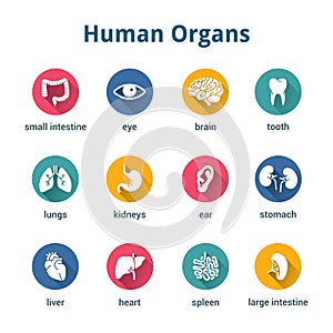 Medical human organs icon set