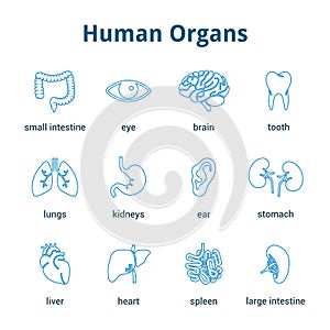 Medical human organs icon set