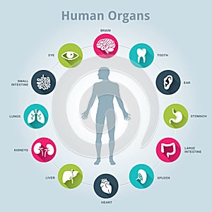 Medical human organs icon set with body in the middle