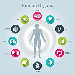 Medical human organs icon set with body in the middle photo