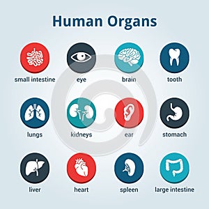 Medical human organs icon set