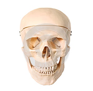 Medical human skull model, used for teaching anatomical science.