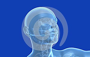Medical illustration 3d human head, stylized, blue background