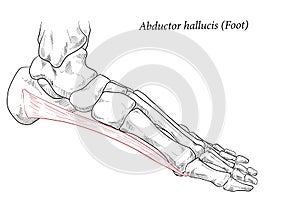 Medical illustration of Abductor Hallucis muscle foot