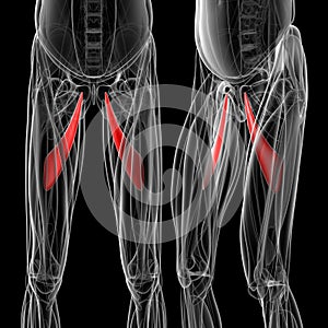 Medical illustration of the adductor longus