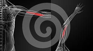 Medical illustration of the brachialis