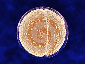 Medical Illustration of Cell Dividing