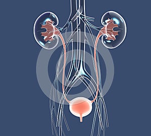 3D illustration urinary system, kidneys, ureters and urinary bladder. - IlustraciÃÂ³n photo