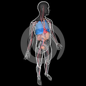 Medical illustration 3D transparent human body with visible internal organs photo