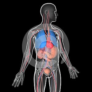 Medical illustration 3D transparent human body with visible internal organs photo