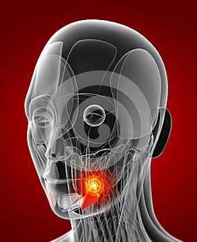 Medical  illustration of the depressor anguli oris