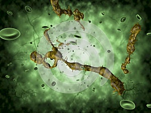 Medical illustration of the Ebola virus