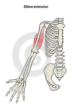 Medical illustration of Elbow extension arm muscle, side view of arm. See through the skin, half body bones.
