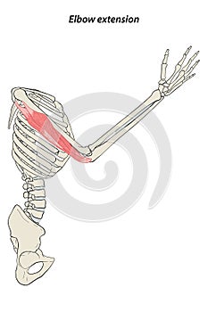 Medical illustration of Elbow extension arm muscle, side view of arm. See through the skin, half body bones.