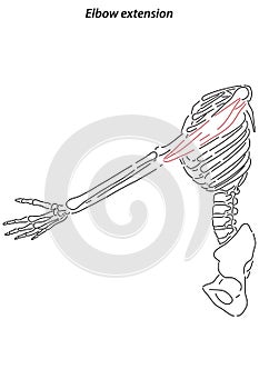 Medical illustration of Elbow extension arm muscle, side view of arm. See through the skin, half body bones.