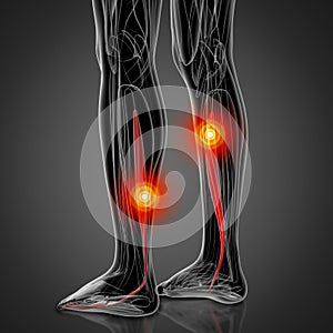 Medical  illustration of the flexor digitorum longus