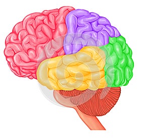 Medical illustration of Human Brain four lobes