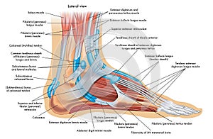Medical illustration of human foot